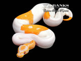 Blackhead Sugar Dreamsicle Ball Python ♀ '25