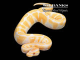 Lavender 100% Het. Clown Ball Python ♂ '25