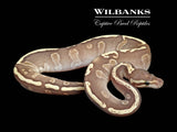Mojave GHI Fire 100% Het. Ghost Ball Python ♂ '25