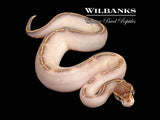 Blackhead Phantom Highway Ball Python ♂ '25