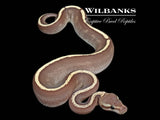 Mojave GHI Fire Mahogany Ball Python ♂ '25