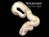 Pastel Highway Ball Python ♂ '25