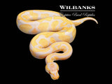 Candino Leopard Ball Python ♂ '25