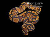 Stranger Enchi Ball Python ♂ '25