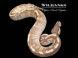 Mojave GHI Fire Enchi 100% Het. Ghost Ball Python ♂ '25
