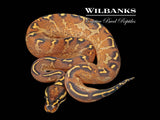GHI Freeway Ball Python ♂ '25
