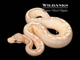 Banana GHI Baker Special Cinnamon Yellow Belly Ball Python ♀ '25