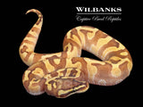 Pastel Super Enchi GHI 100% Het. Hypo Ball Python ♂ '25