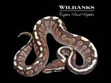 Mojave GHI Spotnose Ball Python ♂ '25