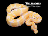 Lavender Albino 100% Het. VPI Axanthic Ball Python ♀ '25