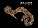 Enchi GHI Ball Python ♀ '25