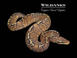 GHI Pastel Mahogany Ball Python ♂ '25