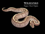 Mojave GHI Fire 100% Het. Ghost Ball Python ♂ '25
