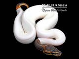Blackhead Leopard Pied Ball Python ♀ '25