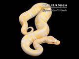 Candino Ball Python ♂ '25