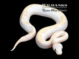 Super Fire Ball Python ♀ '25