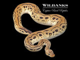 Blackhead Pastel Clown (Proven Breeder) Ball Python ♂ '22