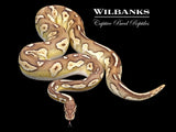 Blackhead Pastel Butter 100% Het. VPI Axanthic (Proven Breeder) Ball Python ♂ '22