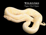 Lavender Albino (Proven Breeder) Ball Python ♂ '20
