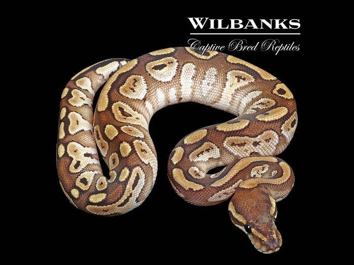 Red Stripe Mojave 100% Het. Clown Ball Python ♂ '25