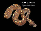 GHI Fire Yellow Belly Ball Python ♂ '25