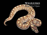 Mojave GHI Enchi 100% Het. Hypo Ball Python ♂ '25