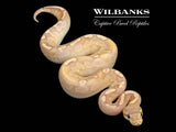 Banana GHI Cinnamon Ball Python ♀ '25