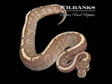 Mojave GHI Fire 100% Het. Hypo Ball Python ♀ '25
