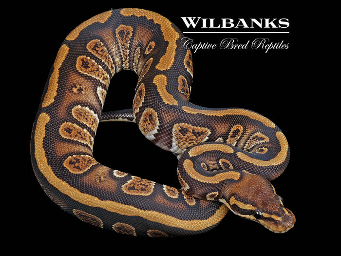 Stranger Ball Python ♂ '25