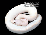 Banana Super Fire Ball Python ♂ '25