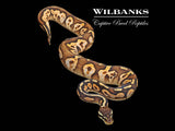 Blackhead Sugar Pastel Ball Python ♀ '25