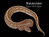 Stranger Leopard Butter Yellow Belly Ball Python ♀ '25