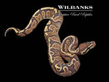 GHI Fire Ball Python ♂ '25