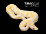 Lavender Albino 100% Het. VPI Axanthic Ball Python ♀ '25