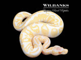 GHI Albino Leopard Ball Python ♂ '25