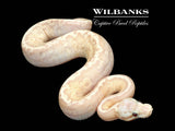 Banana Fire Stranger Spotnose Pastel Ball Python ♀ '25