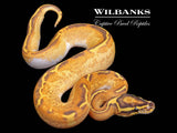 Fire Enchi Freeway 100% Het. Pied Ball Python ♂ '25