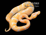 Lavender Albino 66% PDH Clown/Pied Ball Python ♂ '25