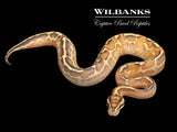 Leopard Highway Ball Python ♂ '25