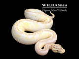 Banana Enchi Freeway Mardi Gras Firefly Ball Python ♀ '25