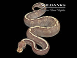 Mojave GHI Pastel 100% Het. Hypo Ball Python ♀ '25