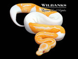 Dreamsicle Lavender Pied Ball Python ♀ '25
