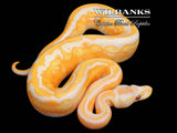 Blackhead Dreamsicle Ball Python ♂ '25