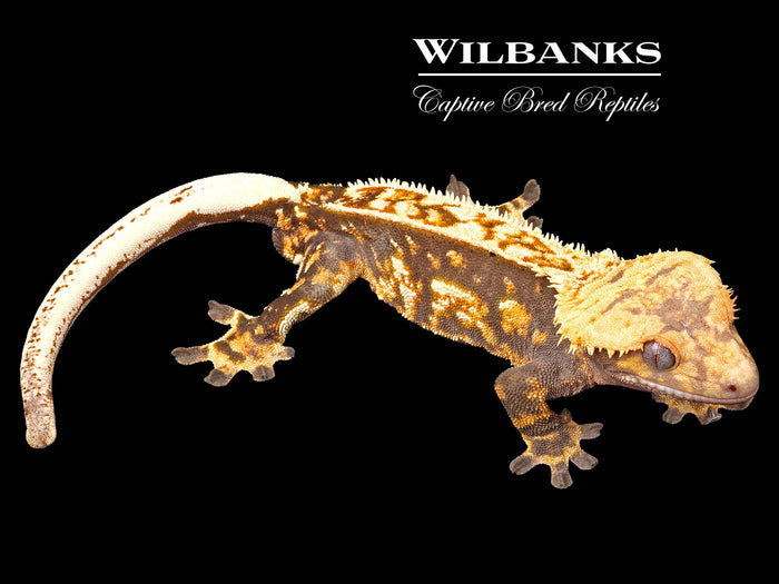 Chocolate Harlequin Partial Pinstripe Crested Gecko ♂ '24