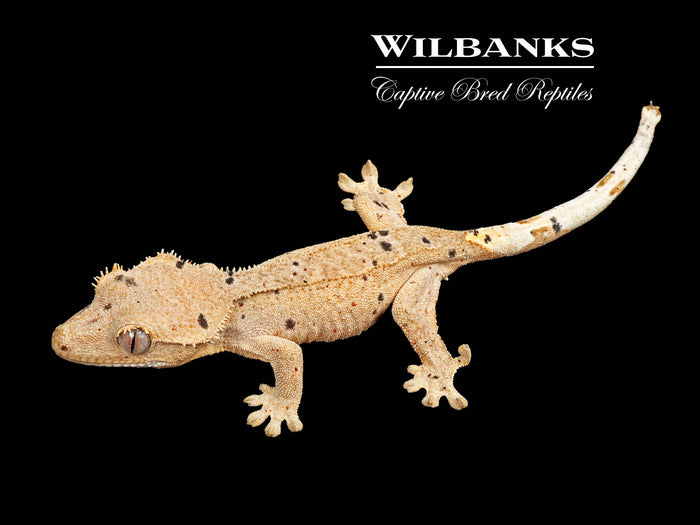 Buckskin Dalmatian Crested Gecko '25