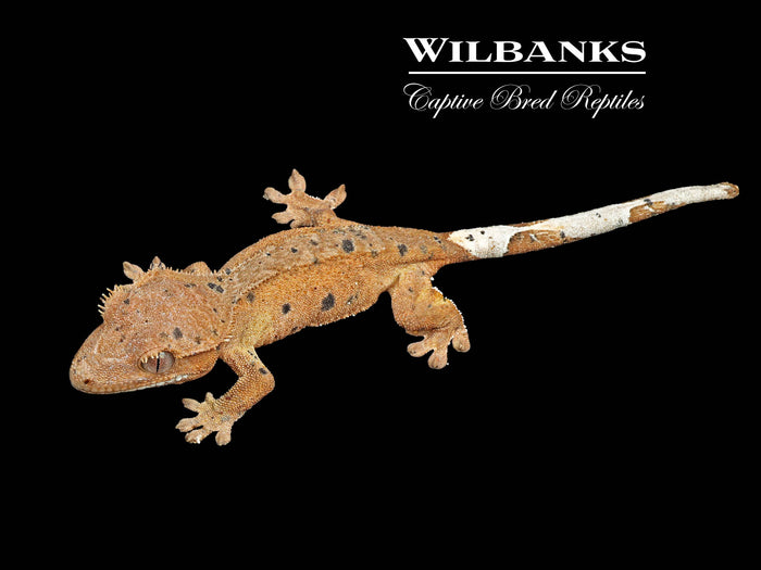 Orange Buckskin Dalmatian Crested Gecko '25