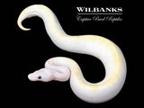 Leopard Super Fire Ball Python ♀ '25