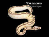 Pastel Butter Highway Ball Python ♂ '25