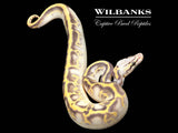 Pastel Leopard Highway Ball Python ♂ '25