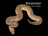 Blackhead Pastel Butter Clown Ball Python  ♂ '25